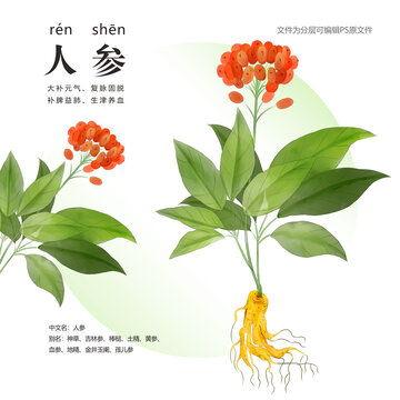 头条里谁卖人参花草,揭秘人参花草的神秘卖家